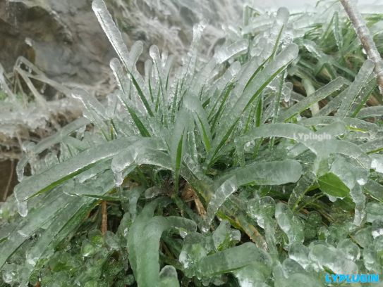 冰封的青青河邊草